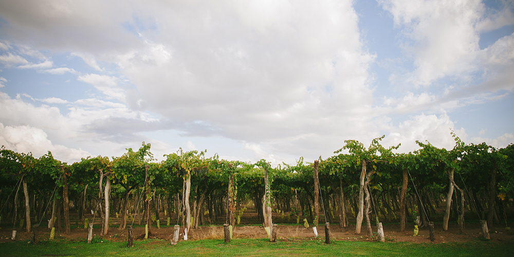 Kaiken Vistalba Vineyard 6.jpg