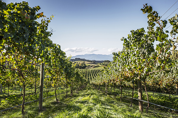 뉴질랜드 말보로 소비뇽 블랑 포도밭 전경.jpg