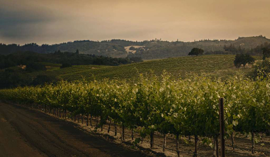 conundrum-vineyard-california.jpg