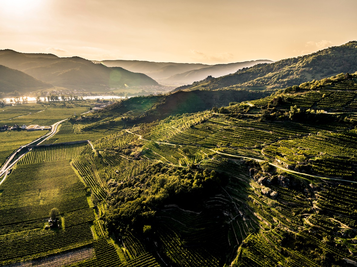 austria-wachau-terraced-vineyard-weingut-knoll.jpg