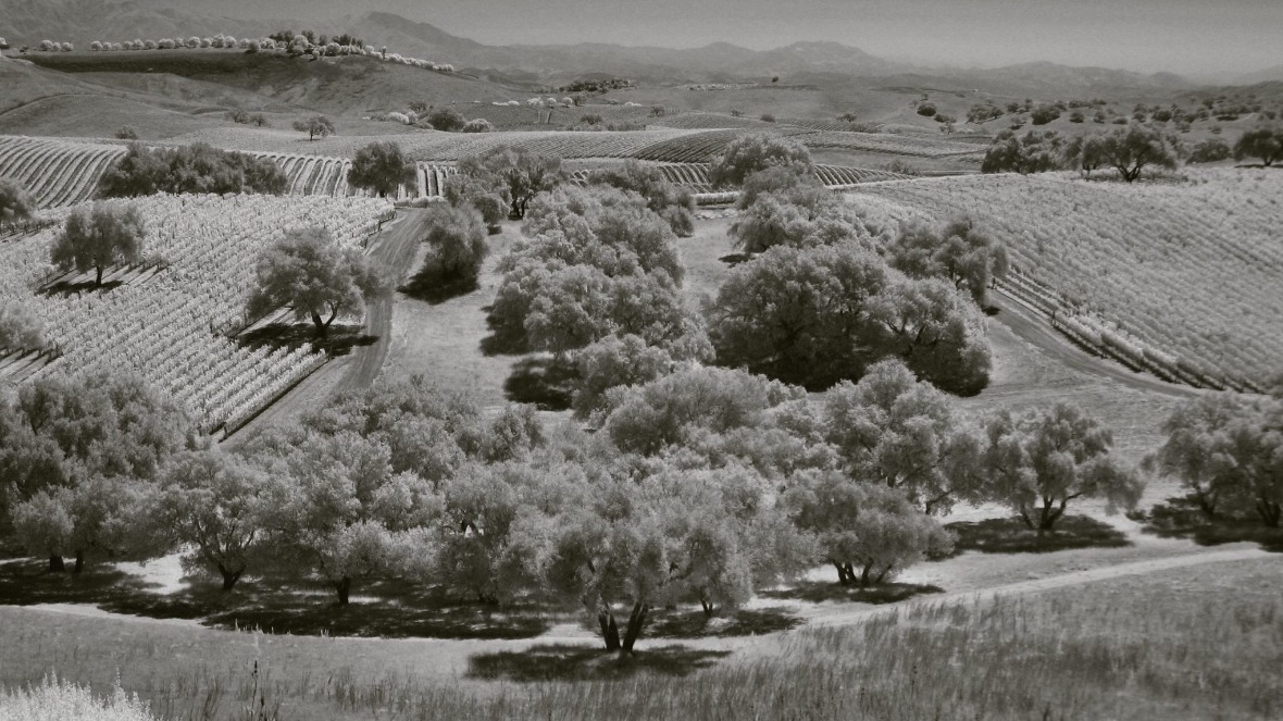 jonata-estate-ballard-canyon-vineyard-overview.jpg