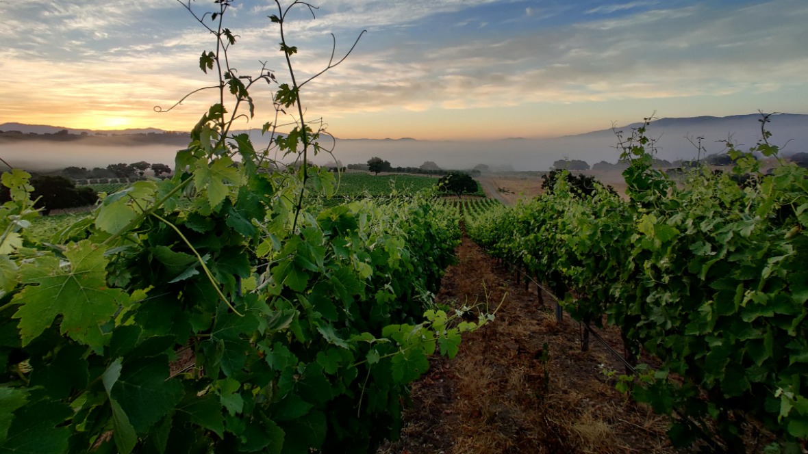 jonata-ballard-canyon-vineyard-sunset.jpeg