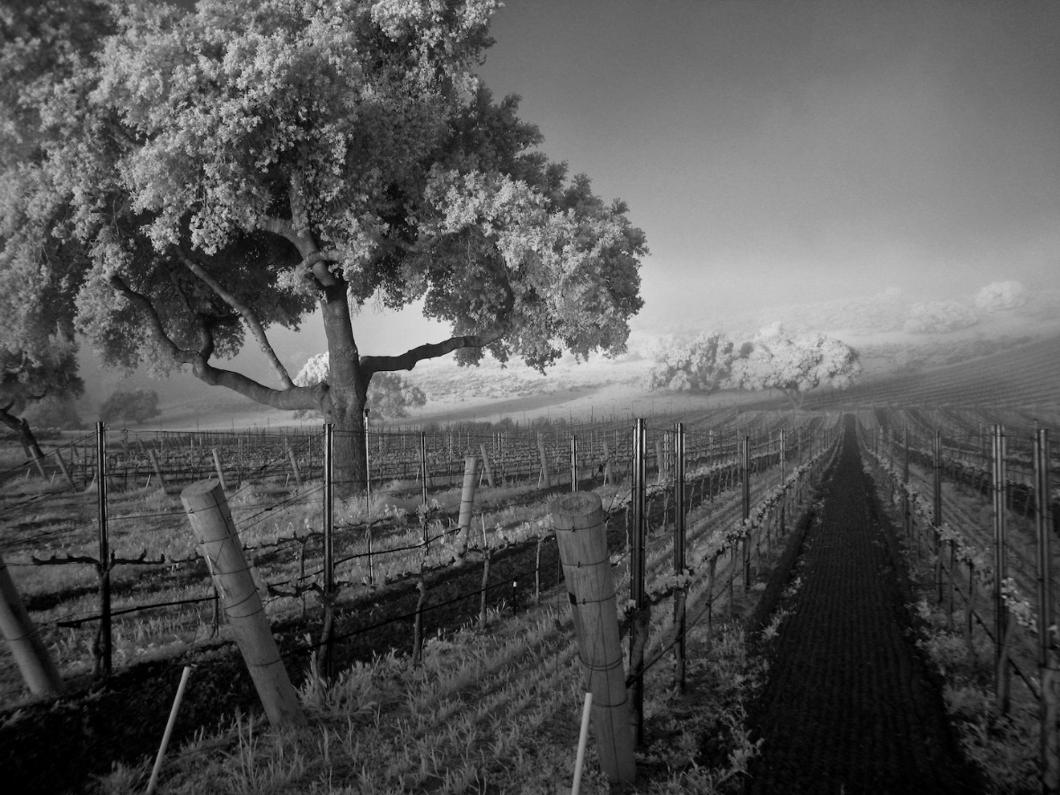 jonata-ballard-canyon-vineyard-oak-tree.jpg