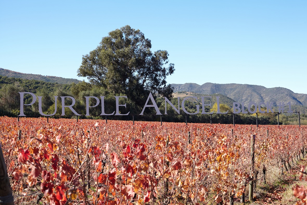 montes-purple-angel-vineyard-chile.jpg