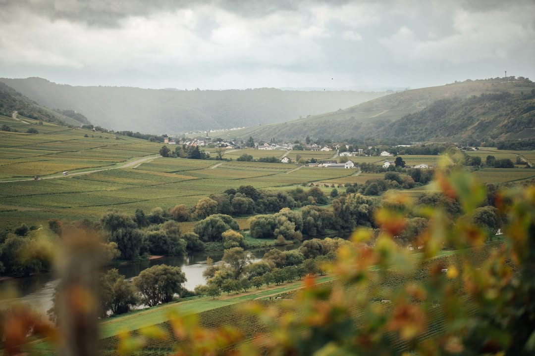 mosel-riesling-vineyard-terraces-oktober-mist.jpg