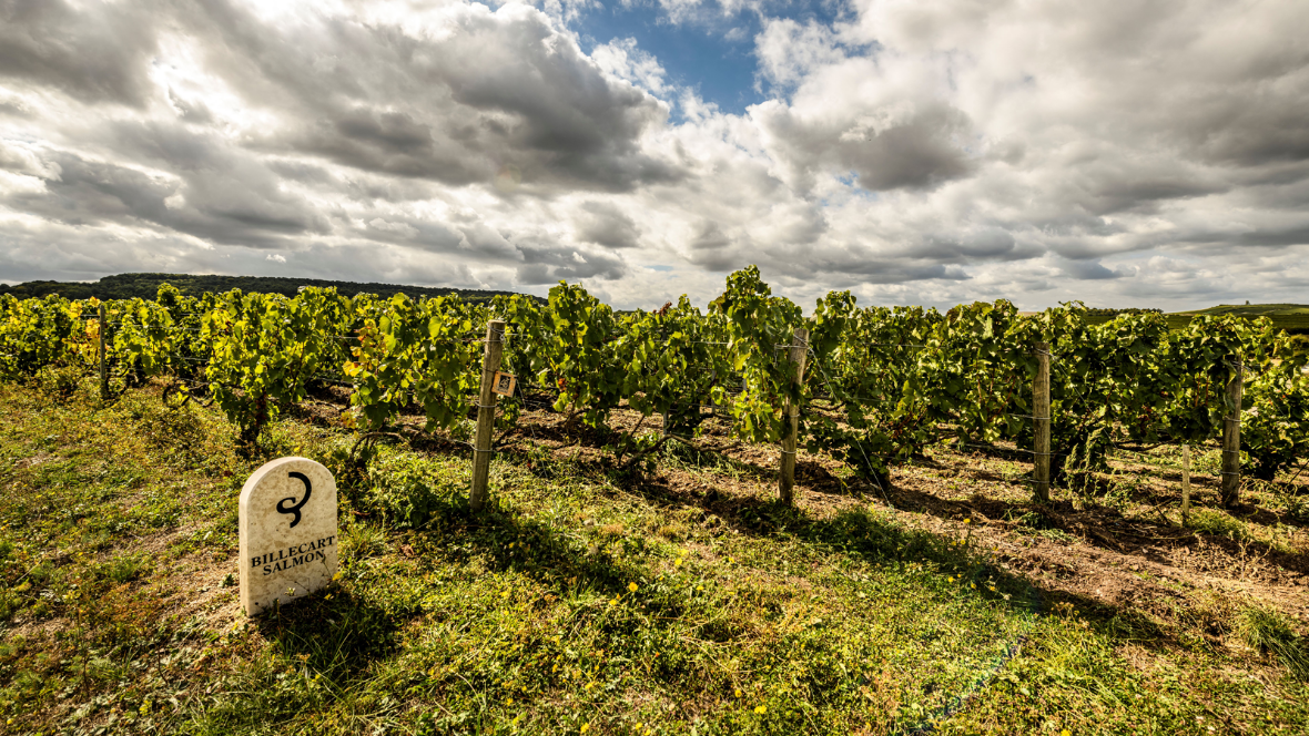 billecart-salmon-mareuil-sur-ay-vineyard.png