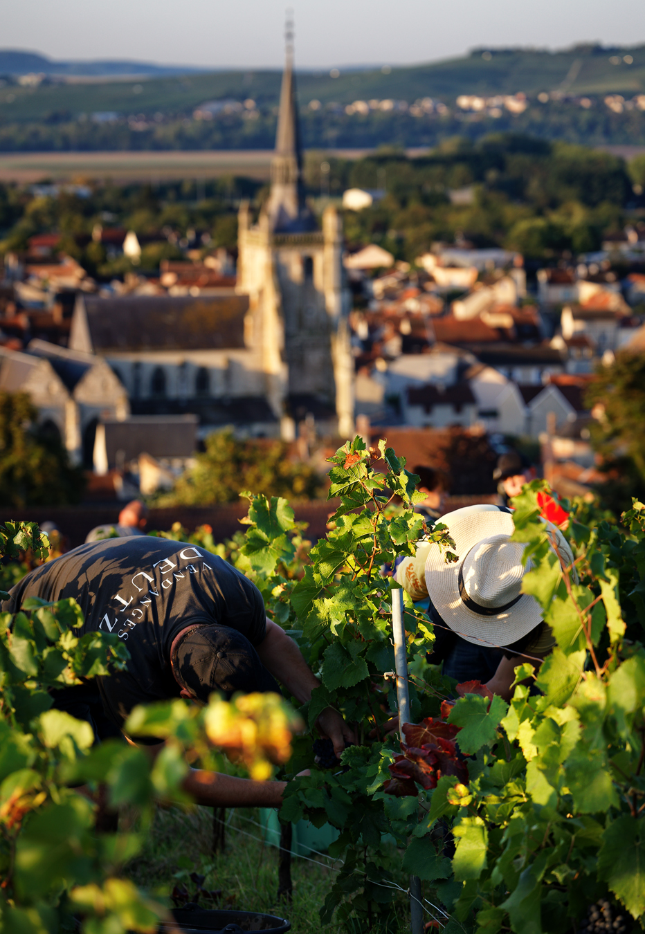 champagne-deutz-ay-grand-cru-vineyard.jpg