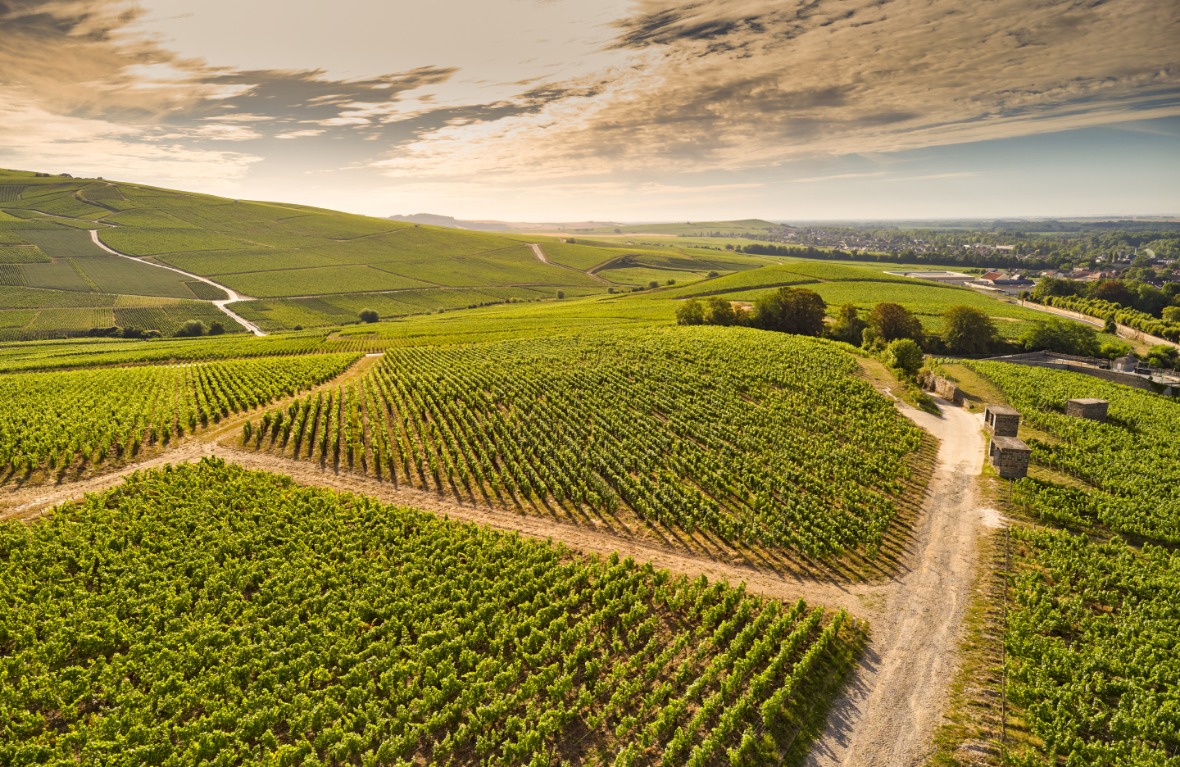 champagne-deutz-sustainable-vineyard.jpg