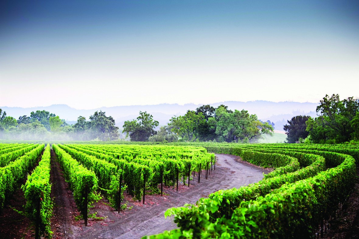 caymus-vineyards-napa-valley-estate.jpg