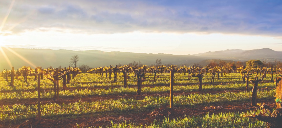 caymus-napa-valley-vineyard-sunrise.jpg